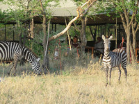 Wildlife amongst the camp 