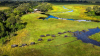 Elephant crossing in front of Khwai Leadwood
