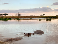 Safari Tour
