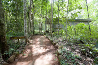 Budongo Forest