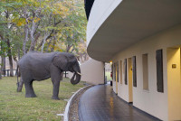 Lodge visitor