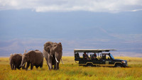 Game Drives