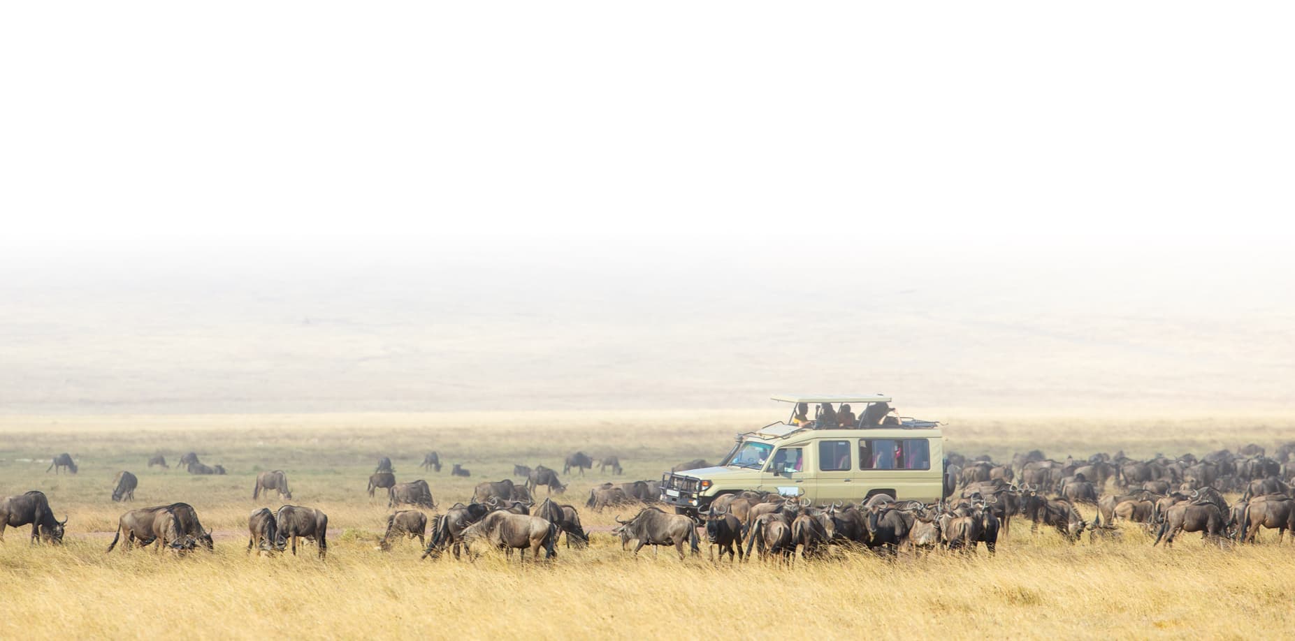 Safari landscape