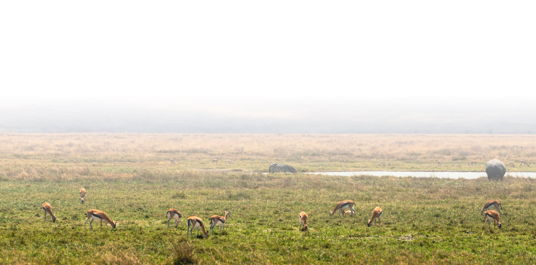 Safari landscape