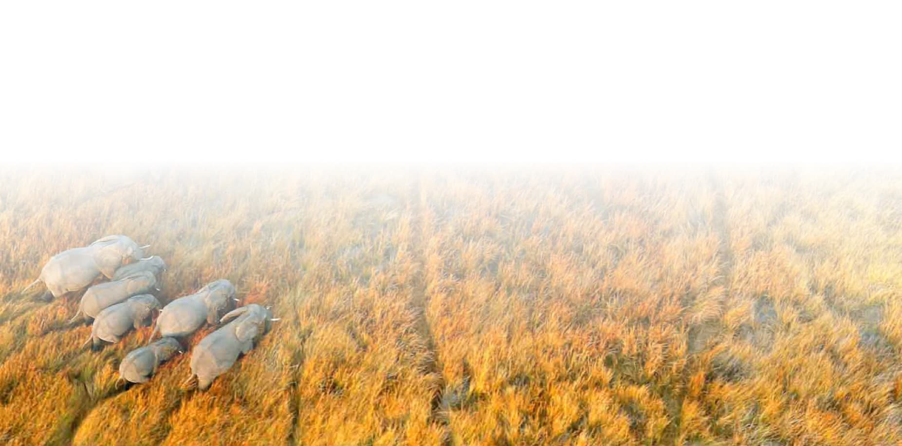 Safari landscape