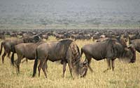 Tanzania