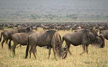 Tanzania