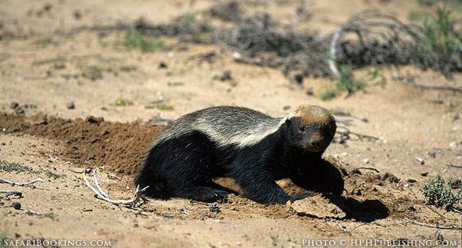 5 Fascinating Facts About the Honey Badger
