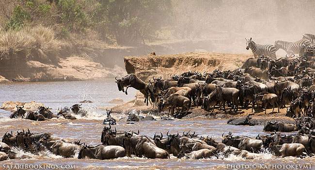 Serengeti Voted the Best Safari Park of Africa of 2026