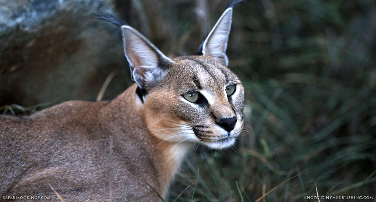 5 Fascinating Facts About the Caracal