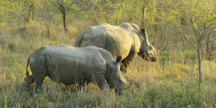 The Difference Between a Black and a White Rhino