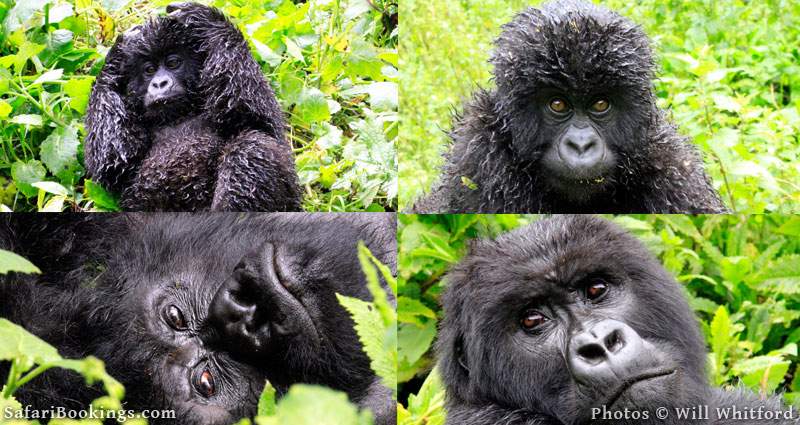 Gorillas in Volcanoes National Park
