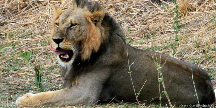 How the Ruaha Carnivore Project is Saving Lions in Tanzania