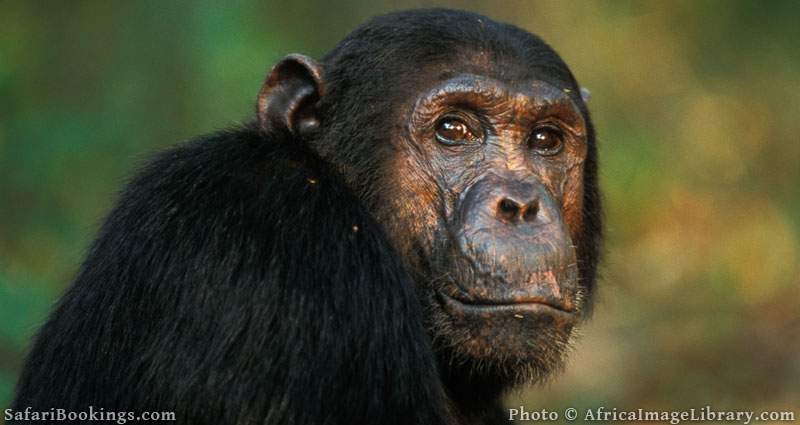Chimpanzee, Pan troglodytes, Mahale Mountains National Park, Tanzania