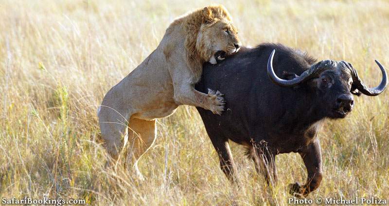 Find the buffalo-hunting lions