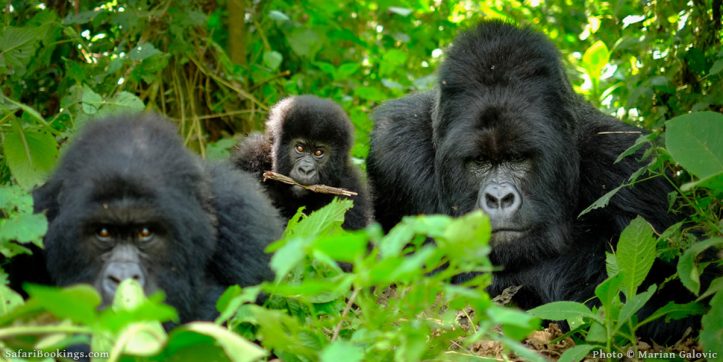 Gorilla Permit Uganda 2026 – Everything You Need to Know