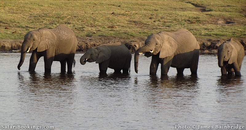 Elephants at the Zambezi