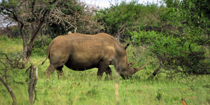 Top 10 Best Things To Do in St Lucia (KZN, South Africa)