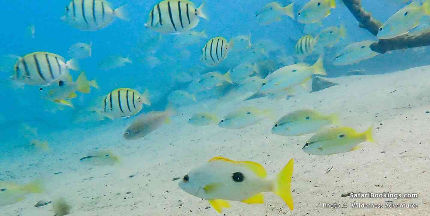 Snorkeling at Cape Vidal, South Africa