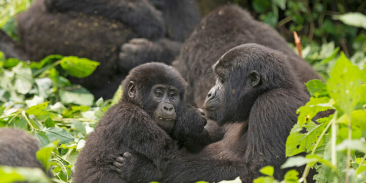Top 10 Best Things To Do in Uganda