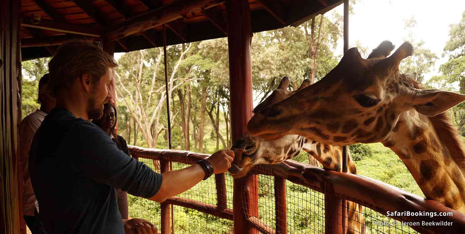 Feeding giraffes