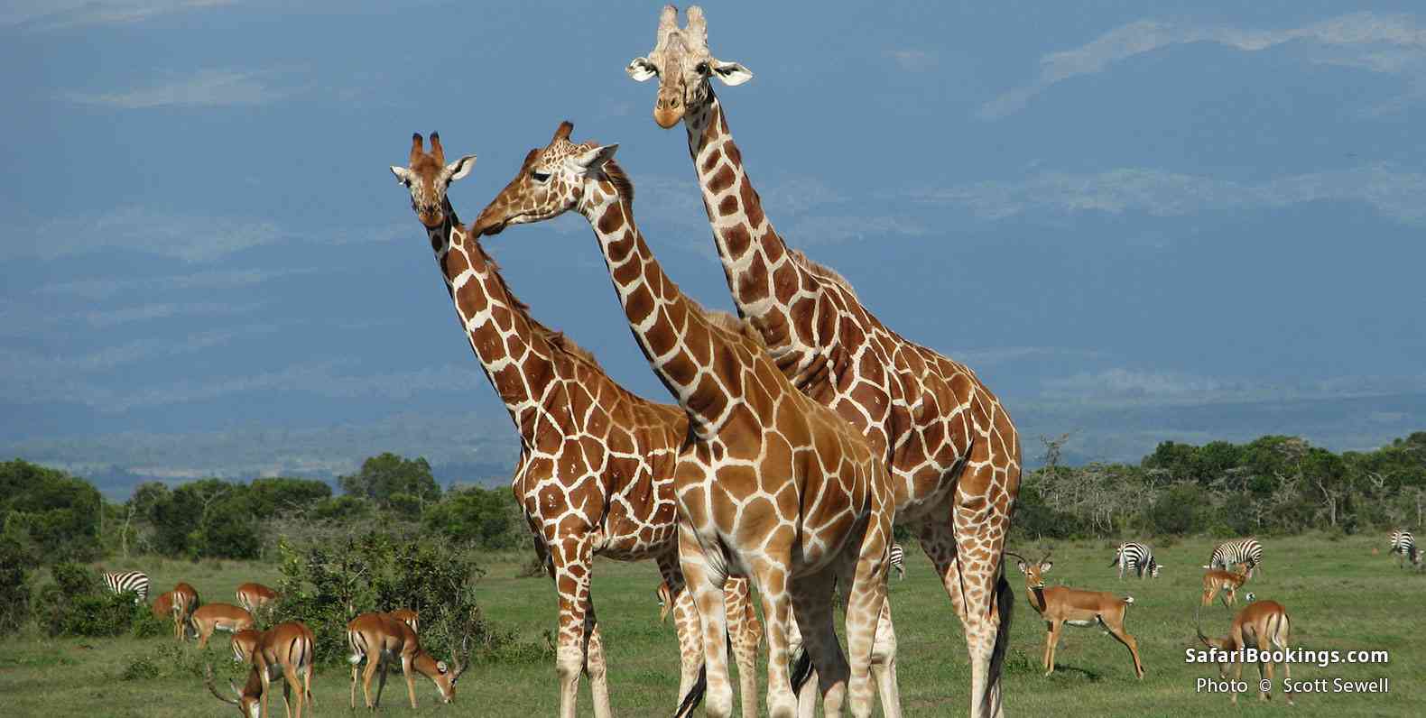 Reticulated giraffes