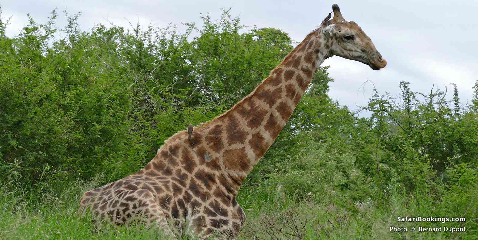 Resting giraffe