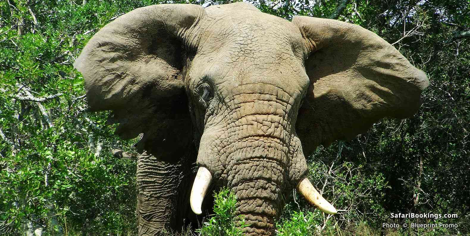 Close up of an Elephant