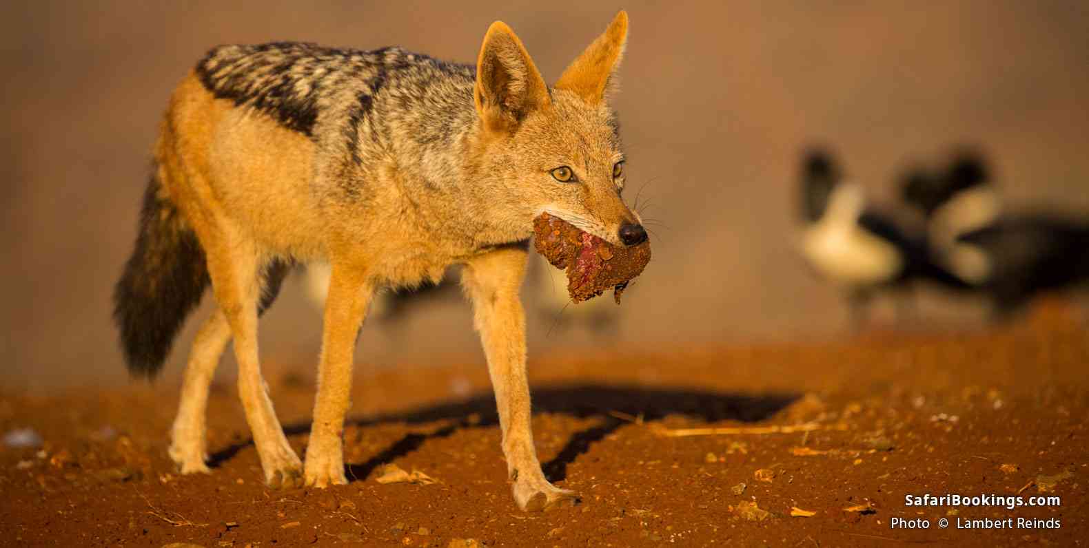 Jackal at Zimanga Private Game Reserve