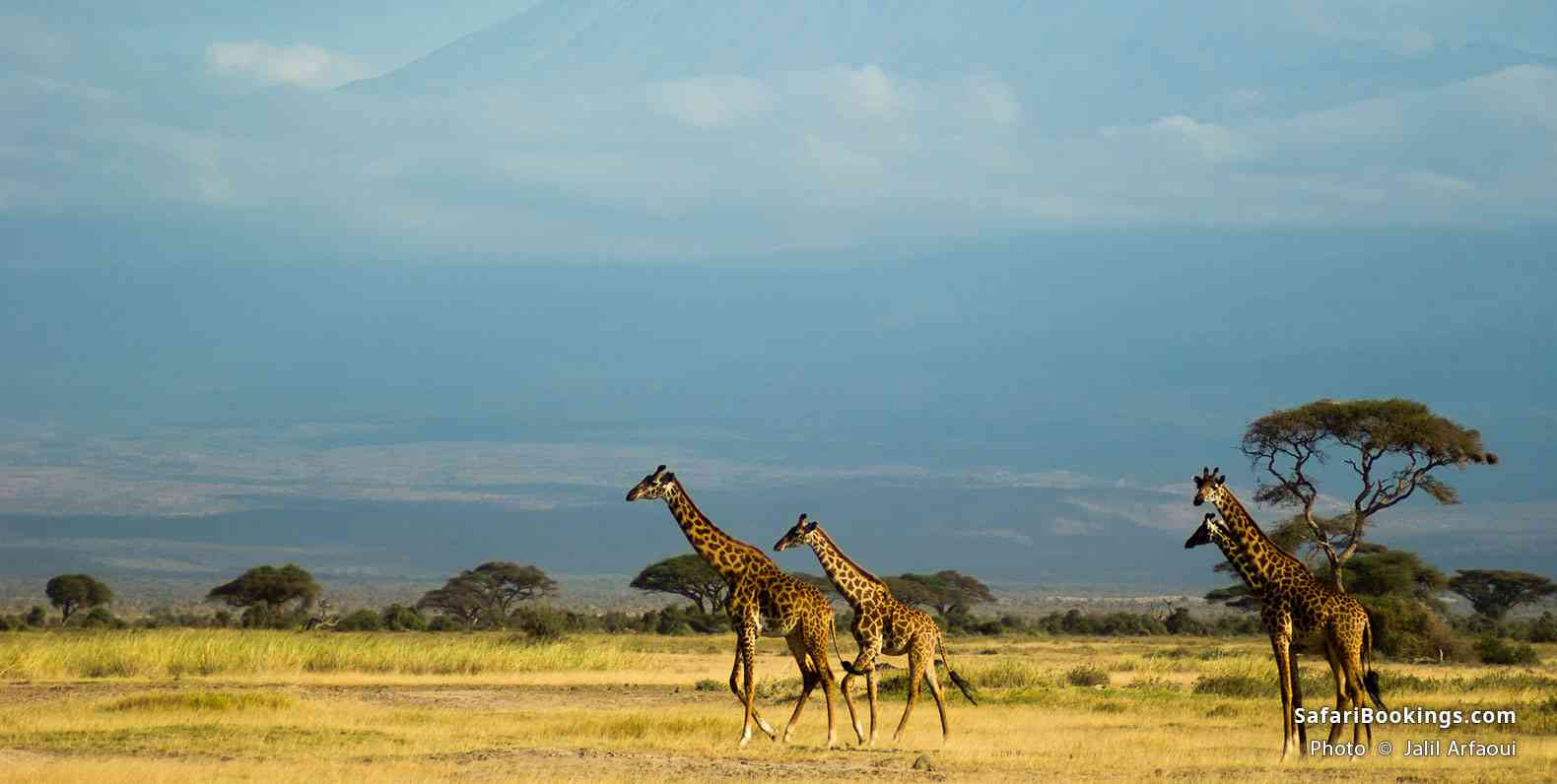 Giraffes with Mt Kilimanjaro in the background