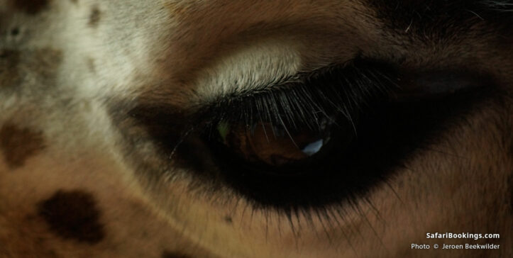 Flirtatious eyebrows of a giraffe at the Giraffe Centre in Nairobi, Kenya