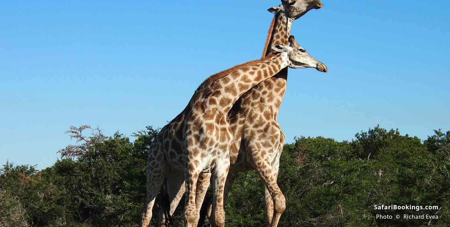 Giraffes