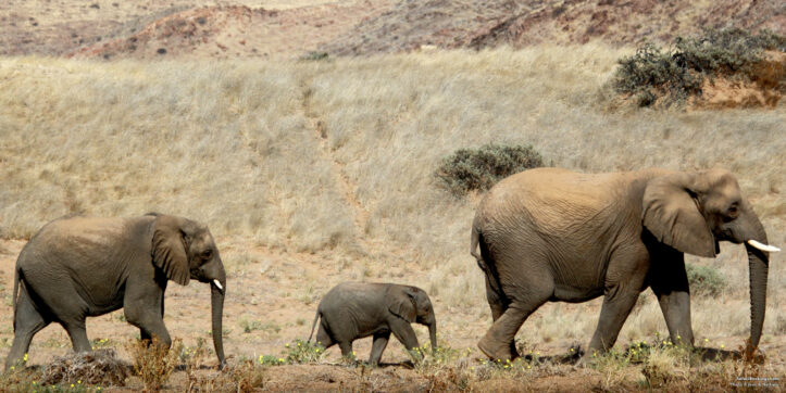 15 Top Places To Visit in Namibia