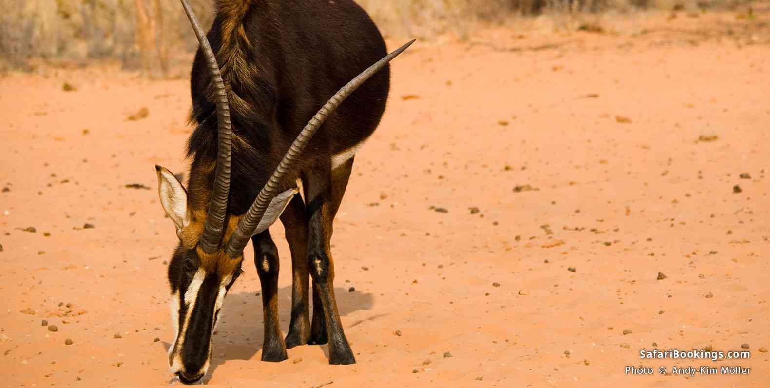 Female sable antelope at Waterberg Plateau
