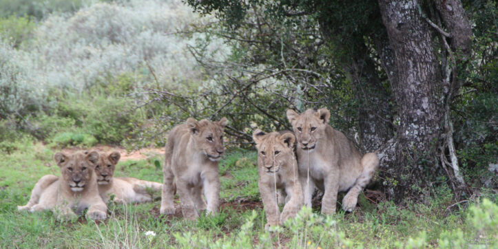 Top 10 Best Private Game Reserves in South Africa