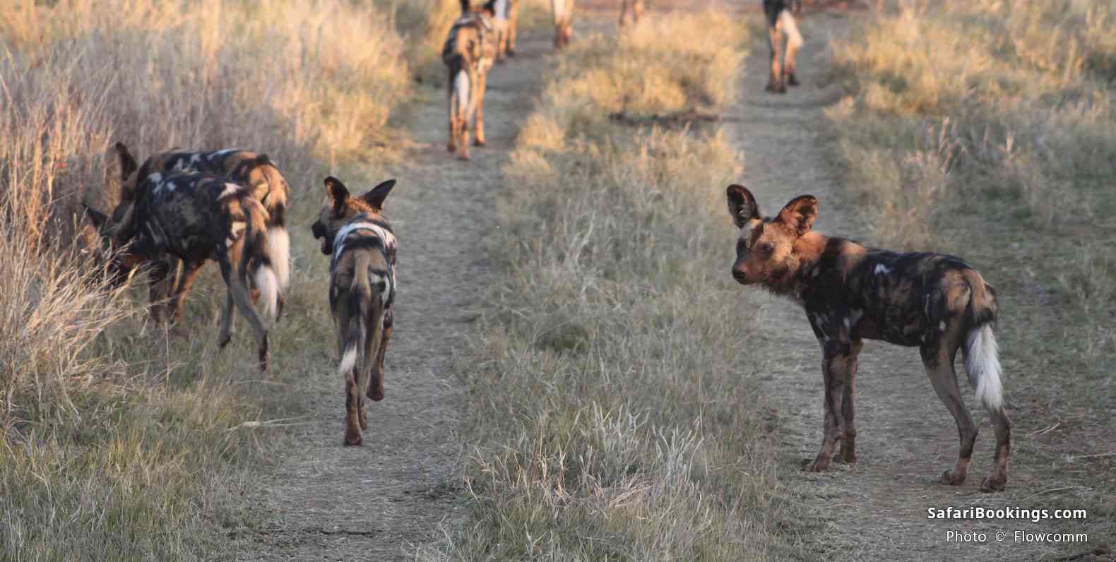 Wild dogs at sunset in Madikwe Game Reserve