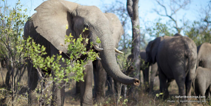 Herd of elephants in Balule Nature Reserve