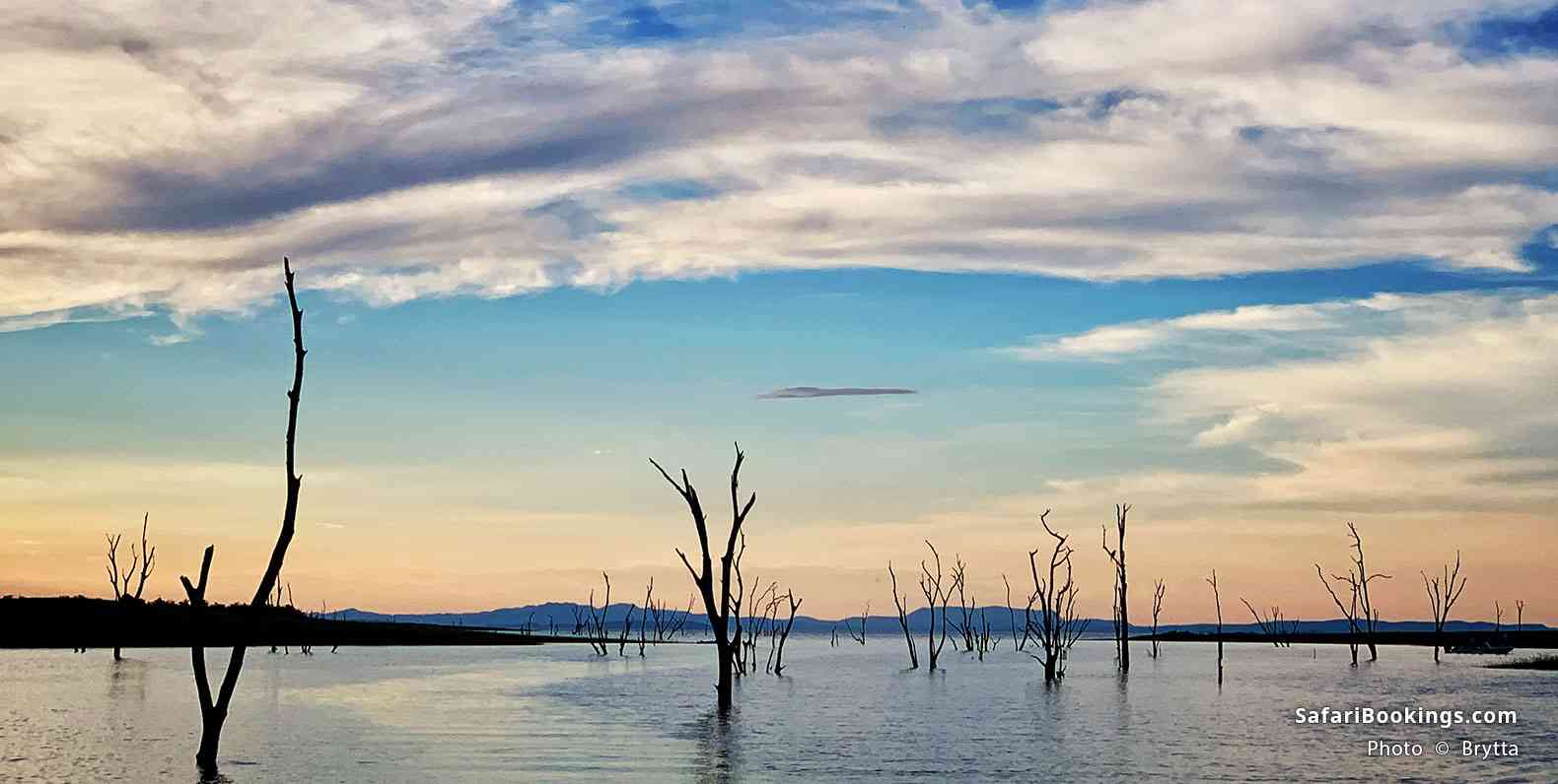 Dead trees, Lake Kariba