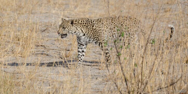 Top 6 Best Places To See Leopards in Africa