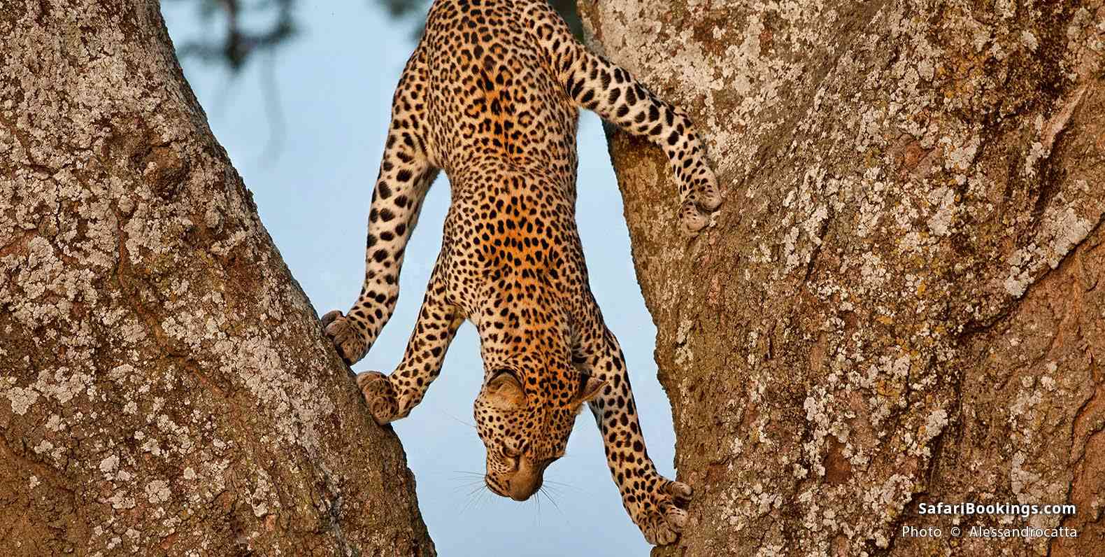 Leopard climbing down a tree