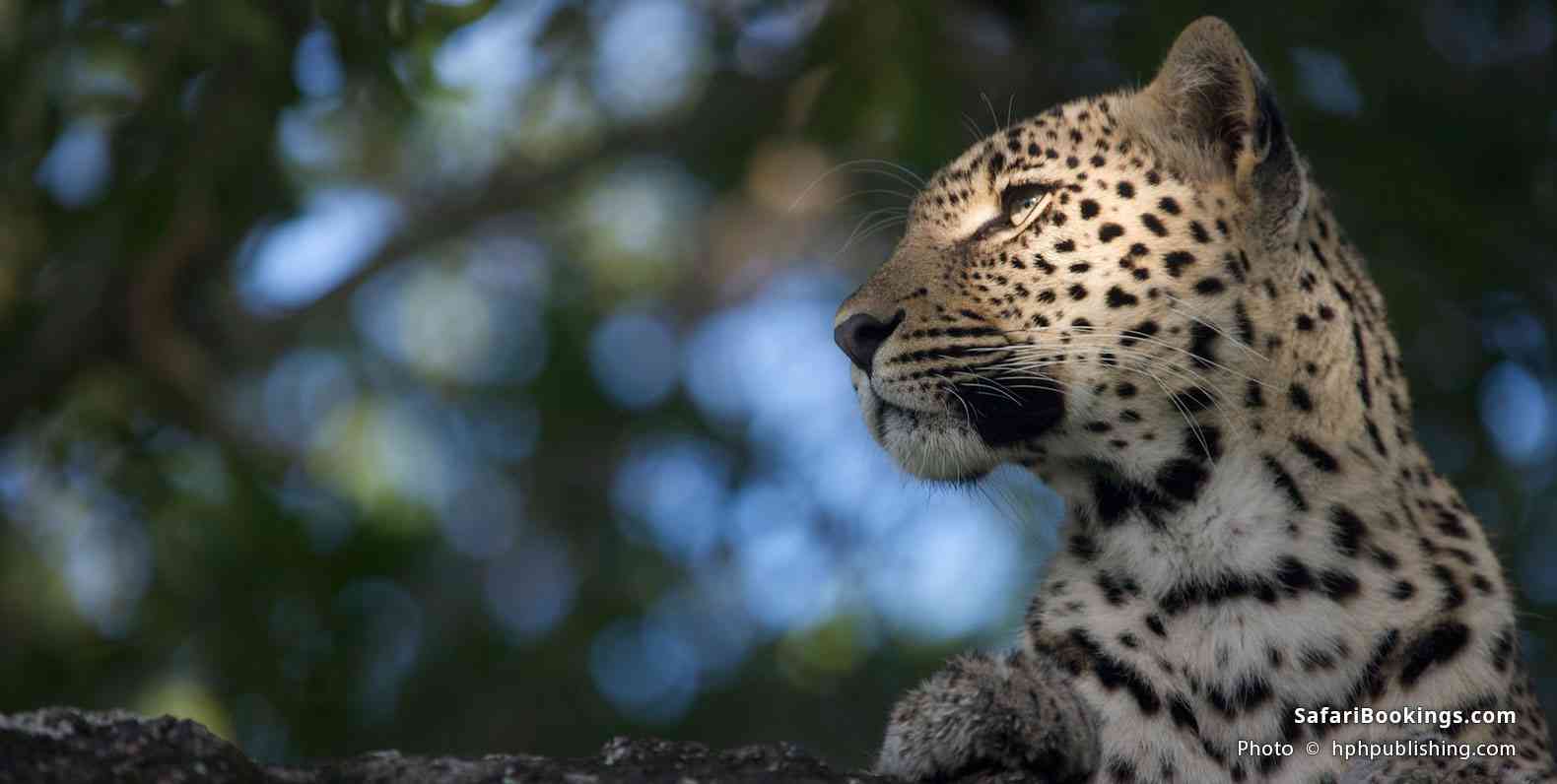 Leopard in a tree