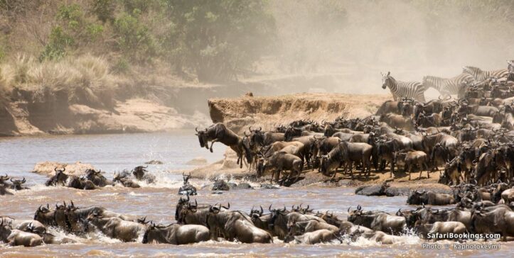 Wildebeest and zebras crossing the Mara River during the great migration