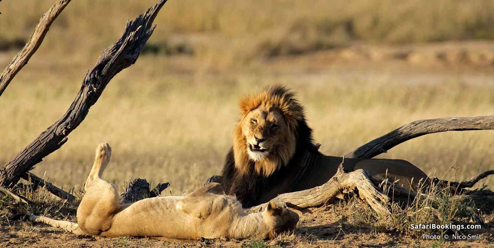 A male and female lion in the sun. (South Africa side)