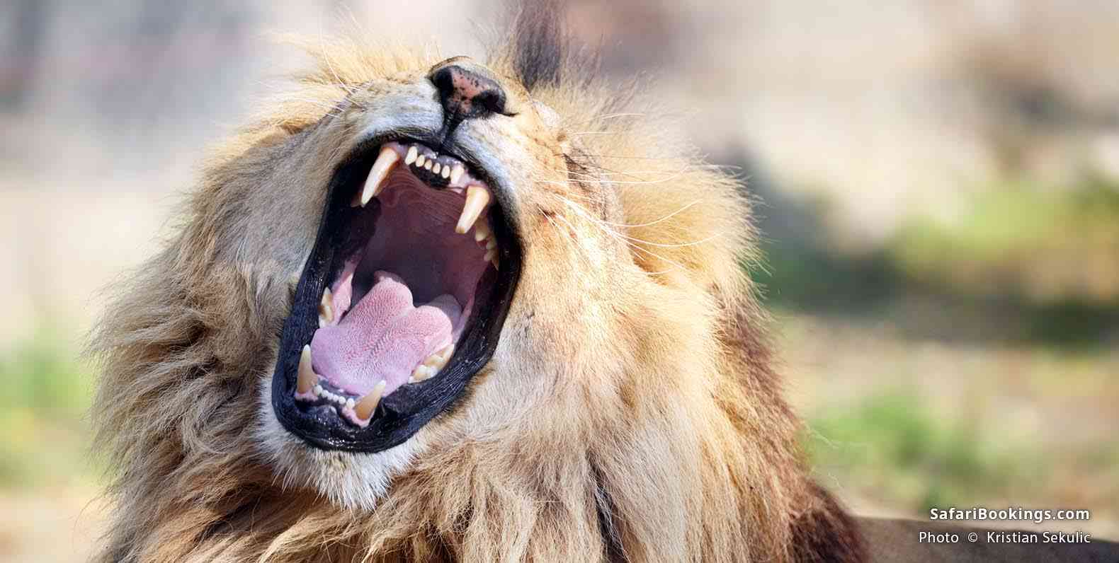 Male lion yawning at Masai Mara Game Reserve