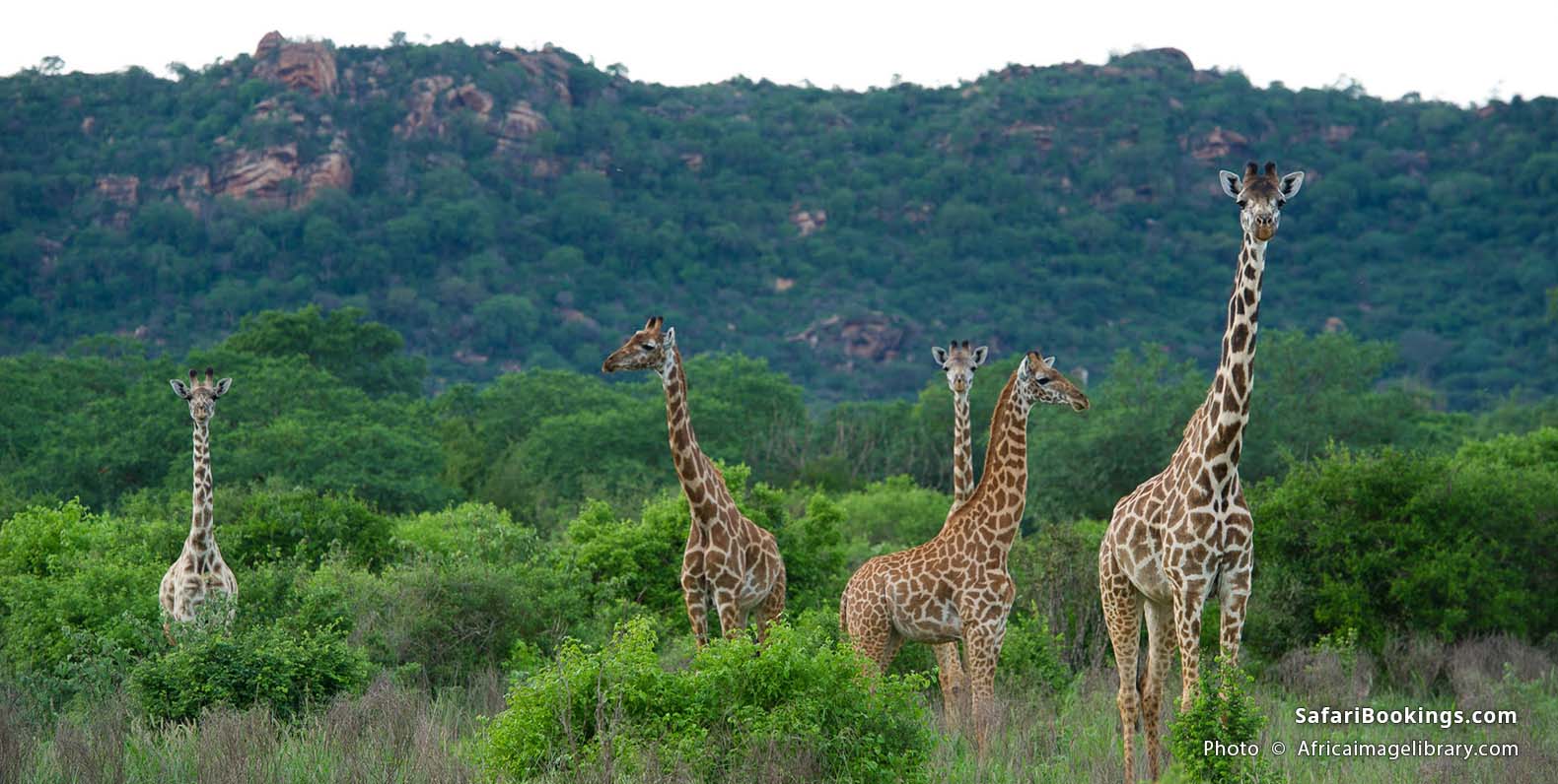 Maasai giraffes at Tsavo West National Park
