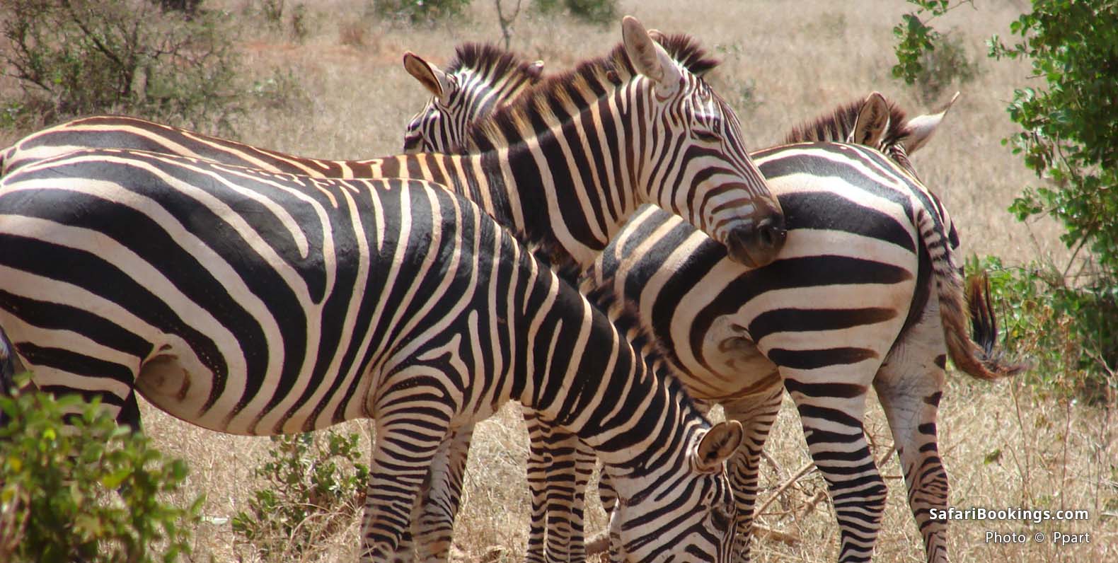 Zebra in the bush at Tsavo Conservancy
