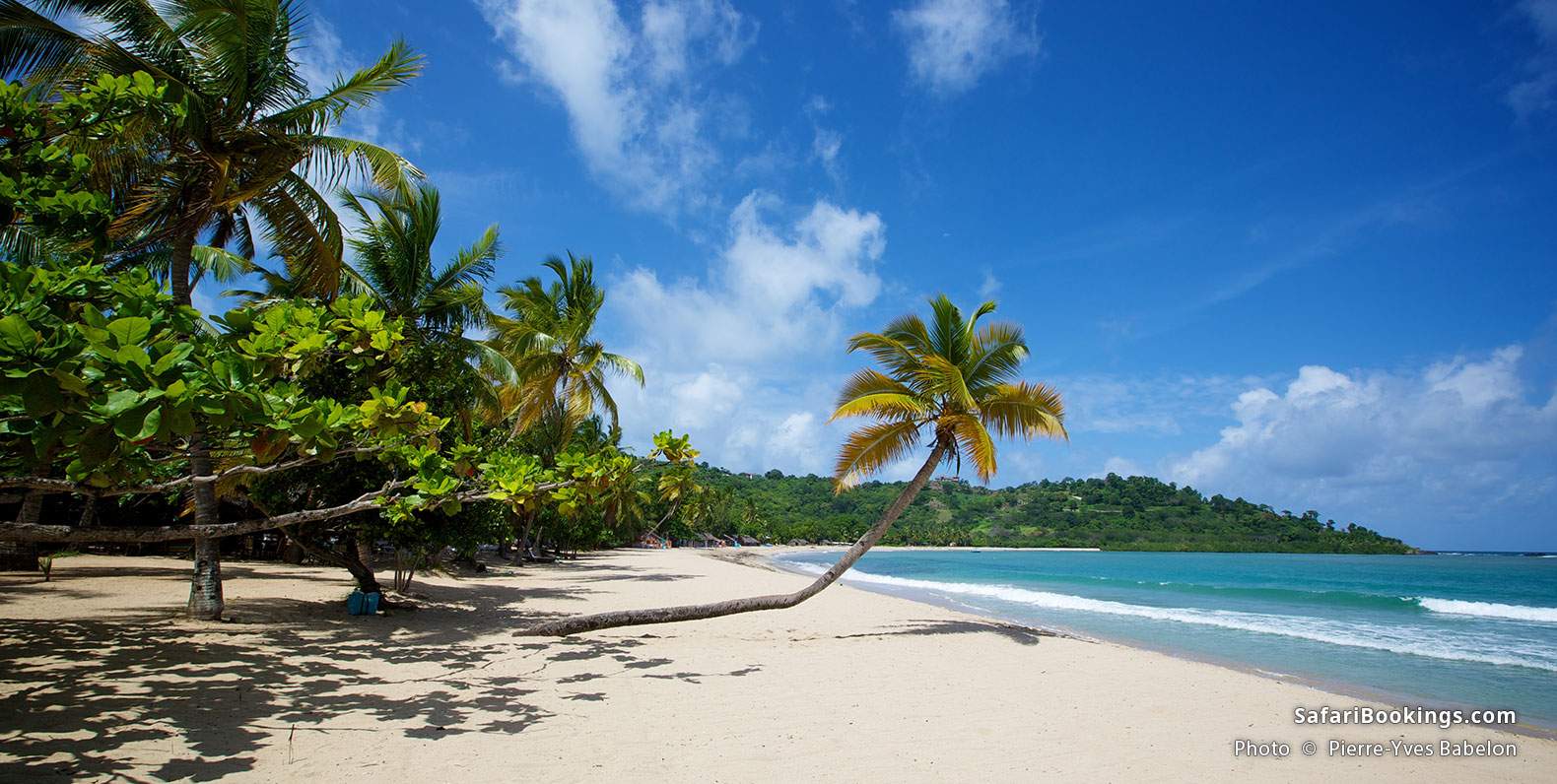 Overhanging palm tree on the white sands of Andilana Beach