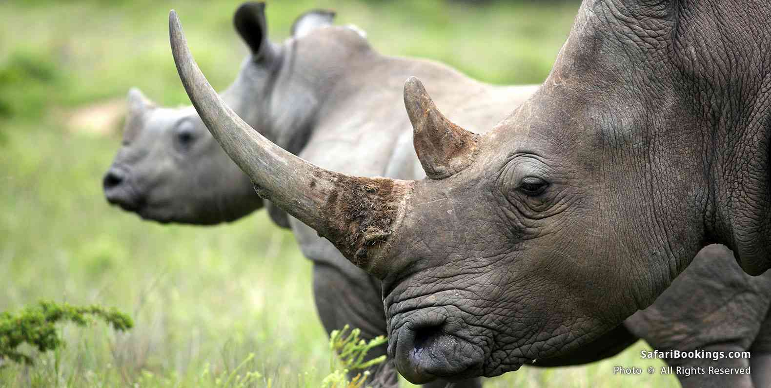 Rhino with calf