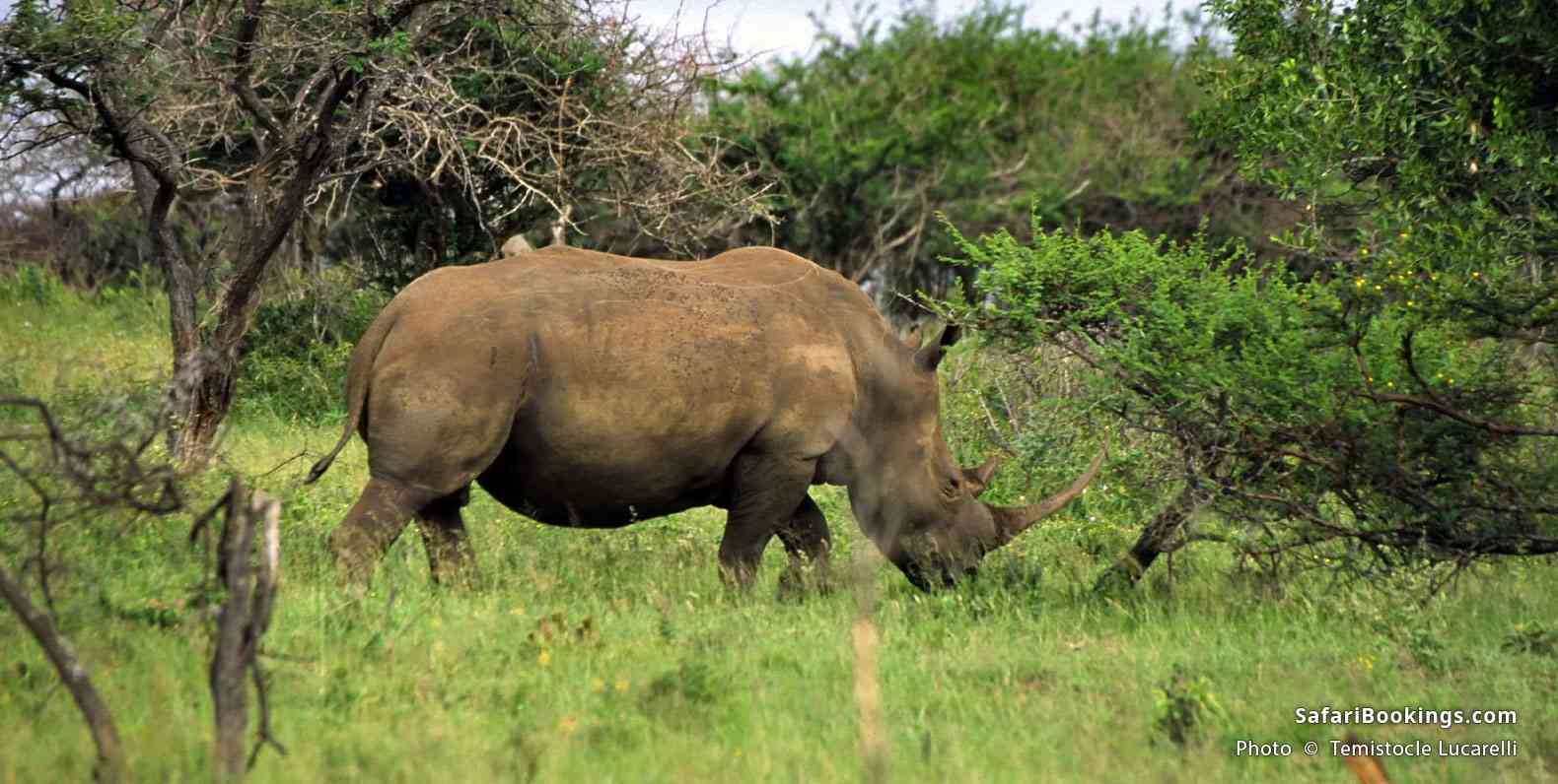 Rhino grazing