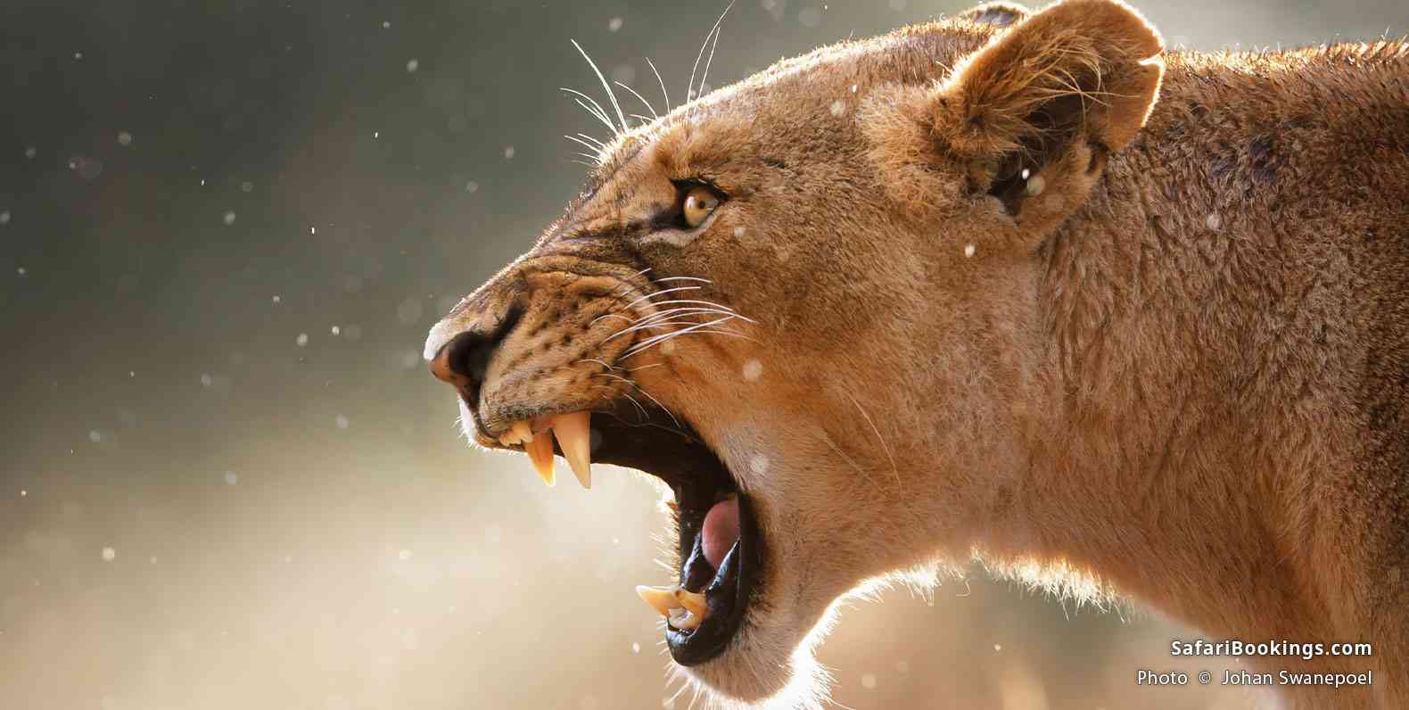 Lioness displays dangerous teeth during light rainstorm